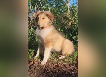 Hübsche Amerikanische Collie Welpen