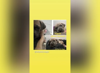 Deutsche Doggen Welpen US Linie Sonderfarben