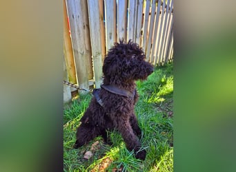 Labradoodle