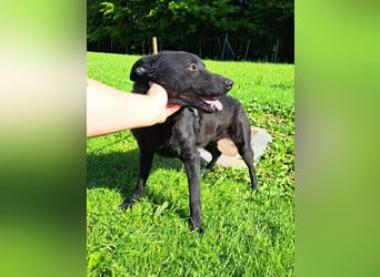 LIO sucht ein Zuhause oder Pflegestelle