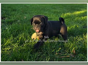 Mops Welpen