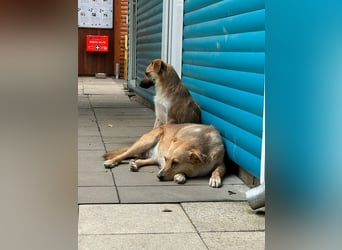 ♥LINETT♥ neu auf Pflegestelle bei Köln - süße, ruhige, unkomplizierte Hündin 52 cm