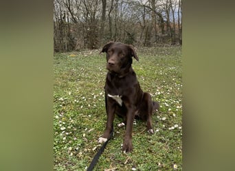 Labrador