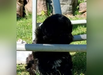 Reinrassige Shih Tzu  Welpen suchen sofort ein neues zu Hause