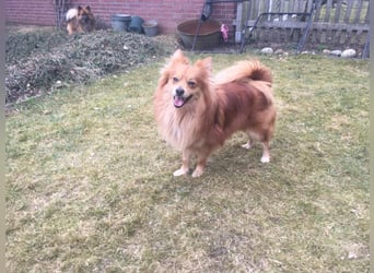 Cinnamon-SR, Süßer Spitz sucht ein Zuhause.