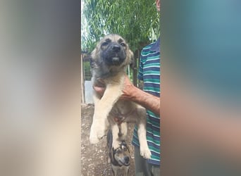 Charlie sucht sein zu Hause
