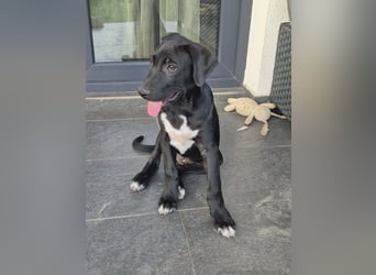 NERO - aufgeweckter Junge sucht Familie