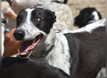 Rocky7 02/2023 (ESP) - sozialer, freundlicher und verschmuster Galgo!