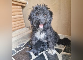 ❤️ kleiner Sonnenschein CINDY - 1,5 Jahre, 35cm - Havaneser-Pudel-Schnauzer-Mix