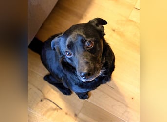 Herzenshund Csibi in Bochum sucht ein Zuhause