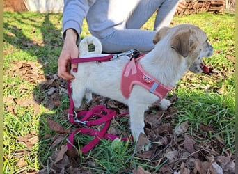 Sora, kleines Hundekind sucht eine Familie