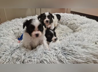 Reinrassige Papillon Welpen – Liebevoll in Familienhand aufgewachsen