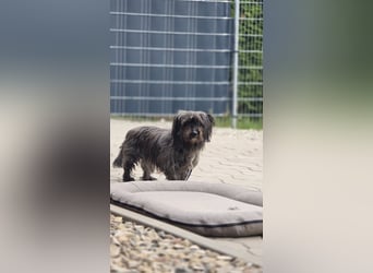 Senior Lenny sucht Zuhause oder Pflegestelle