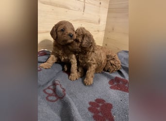 Bezaubernde Cavapoo-Welpen suchen ein liebevolles Zuhause