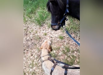 Cloe - Wenn die Seele Pfoten hat!