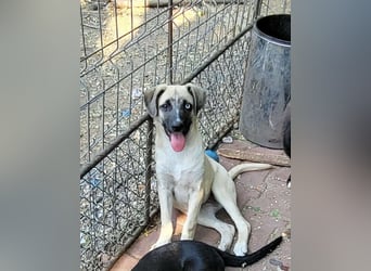 BETTY - so ein tolles Mädchen