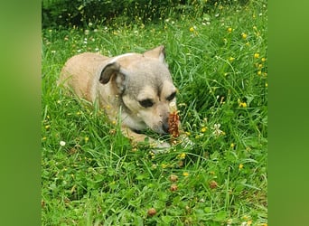 Leon perfekt für ältere Menschen mit Zeit - er wartet im Taunus