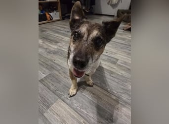 Milo - aktiver Senior sucht Zuhause