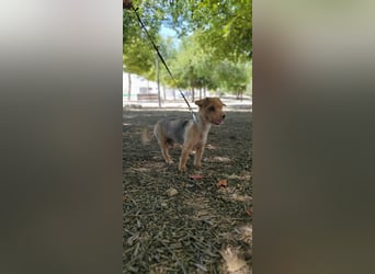 Tintin, kleiner Sonnenschein im Seniorenpelz