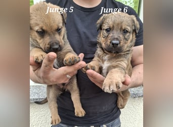 Sieben Welpen suchen ab Mitte Juni, ihr für immer Zuhause!