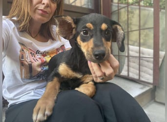 Zaza sucht ein tolles Zuhause