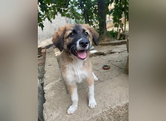 Choco sucht seine Familie