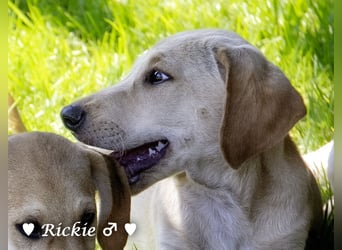 Ralfie, Roberta, Robbie und Rickie suchen eine Familie
