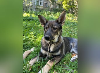 Mutiger RICHARD ist ein idealer Hund für eine Familie