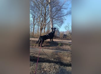 Bill sucht ein liebevolles Zuhause mit Zeit und Geduld