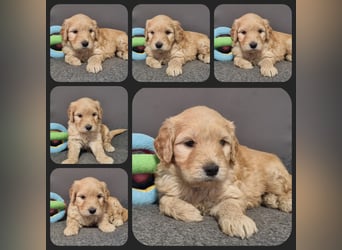 GOLDENDOODLE Traum ! Bezaubernde Welpen aus langjähriger+überprüfter Familienaufzucht.