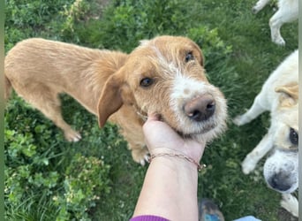 Andas – Der leise Hund mit dem großen Herzen