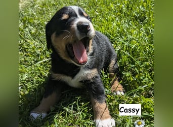 Appenzeller Sennenhund Welpen