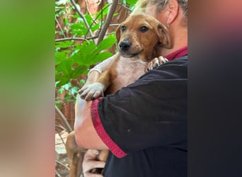 Mandy, geboren 25.03.2025, 29cm sucht ihr Zuhause