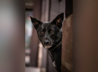 Canaan Dog-Welpen (Kanaan-Hund)