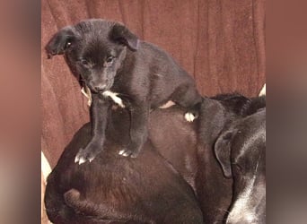 INDIANA ❤ sucht Zuhause oder Pflegestelle