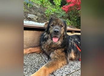 Freundlicher HAGRID-sanft, mit großen Herzen für Menschen will endlich raus aus dem Tierheim