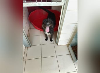 TOMILHO wünscht sich sein Traumkörbchen
