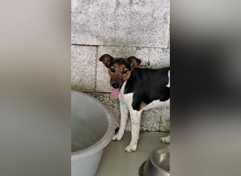 LEXI-ÜBER DEN ZAUN GEWORFEN