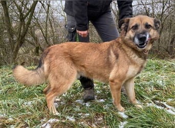 ASTON ist ein Traumhund