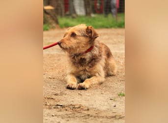 Haselnuss LM – zarte Seele sucht Geborgenheit