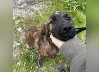 Ollie ein Engel auf 4 Pfoten