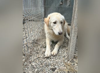 CEDRIC, Rüde, 2,5 Jahre, 50 cm, Mischling, Tierschutz