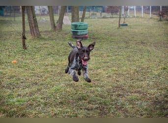 AMBER - ich liebe Kuscheln, Rennen, Spazieren und suche ein tolles Zuhause für Mama und mich