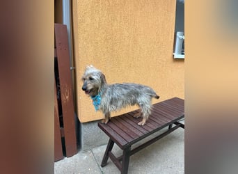 Bert, sehr lieber und neugieriger Mischling, geb. 06/2024