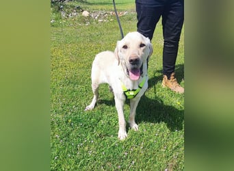 Liebevoller Charlie sucht sein Zuhause ❤️