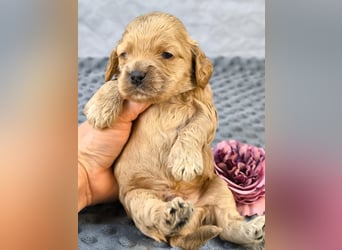 Schöne Cockapoo-Welpen