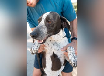 Casimo, Mix Labrador / Pointer, lieb und sozial