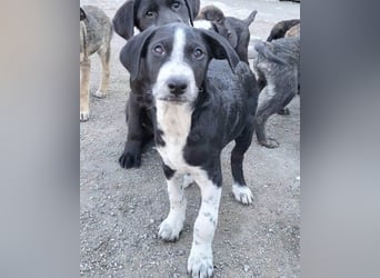 Rüdenbub ♥Vince♥ unser kleiner Prinz ♥