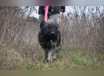 Wuscheliger Grey sucht seine Familie