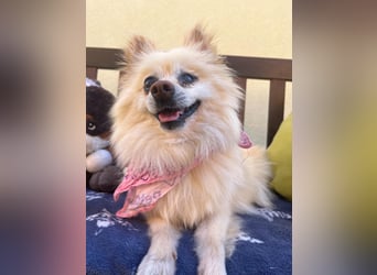 Nara SR – kleine Spitz-Prinzessin sucht endlich ihr Glück